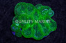 Green Bowerbanki Coral :: 52499