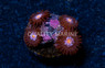Zoa, Blue Steel :: 47909
