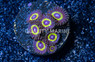 Zoa, Yellow Submarine :: 23726