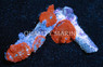 Tongan 'Shroom, Red & Blue Bullseye "Superman" :: 55731