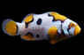 Helmet Picasso Percula Clownfish, Bali Aquarich :: 58872