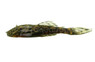 Bristlenose Plecostomus L157 :: 47577