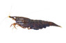 Super Red A Shrimp :: 76477