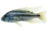 Malawi Thick Lip Cichlid :: 80855