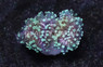 Grape Cristata Neon Green Tip :: 98444