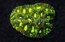 Brain Star Goniastrea Green Splatter :: 37940