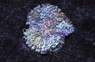 St. Thomas Bubble Mushrrom :: 55707