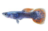 Mosaic Dumbo Ear Guppy, Male  :: 33146