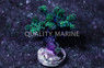 Birdnest, Green :: 37699