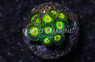 Zoa, Island Time :: 54275