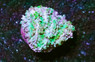 Hydnophora, Encrusting Blueberry :: 22637