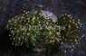 Yellow Tip Green Torch Coral :: 34833