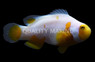Picasso Percula Clownfish, Tangerine Grade A :: 98465