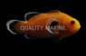 Maine Mochaccino Ocellaris Clownfish :: 51392