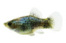 Calico Blue Platy :: 47795