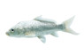 Platinum Ogon Koi :: 39004