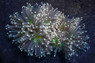 Torch, Green Center, Black Tentacles w/  Yellow-Tip :: 84133