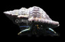 Green Hermit Crab :: 74316
