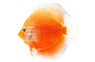 Red Stardust Snakeskin Discus :: 24043