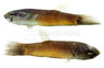 Howong Unimaculata Betta, Pair :: 89989