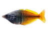 Boesemani 'Iriani' Rainbowfish :: 37116
