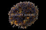 Blue Carpet Algae :: 60042
