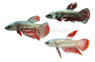 Plakat Dragon Mixed, Male :: 18164