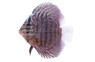 Checkerboard Blue Discus :: 55952
