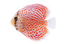 Leopard Red Discus :: 24011
