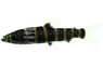 Cingulatus Headstander  :: 27189