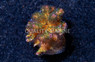 Cauliflower, Rainbow :: 51779