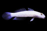 Sleeper Blue Dot Goby, Les Village :: 18748