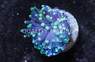 Torch, Yellow-Tip Corals, LPS Frag :: 19854