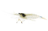 Amano 'Spotted / Yamato' Shrimp :: 40574