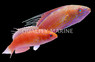 Bell's Flasher Wrasse, Pair  :: 54476
