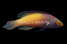 Golden Rhomboid Fairy Wrasse, Super Male KWA :: 63565