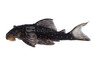 Mustard Spot Plecostomus LDA 31 :: 25886