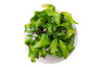 Echinodorus Major Cup AT :: 80803