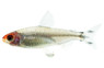 Rummy Nose Brilliant Head Tetra :: 54089