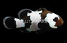 Black Ice Ocellaris Clownfish, Grade B, Bali Aquarich :: 14238