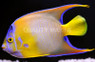 Queen Angelfish, Brazil :: 10149