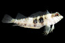 Saddle Blenny :: 12556