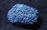 Colored Flower Pot Corals :: 48680