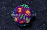 Chalice, Chemical Reaction :: 30845