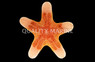 Granulated Sea Star :: 59052