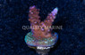 Acropora, Paletta Blue Corals :: 82787