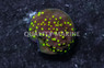 Monti, Encrusting Habanero :: East Americas :: 23863