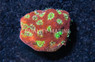 Favites, Lemon Lime  :: East Americas :: 14617