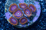 Zoa, Rainbow Hornet :: East Americas :: 90267