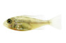 Eartheater Sveni Rio Araguari Cichlid :: 18390